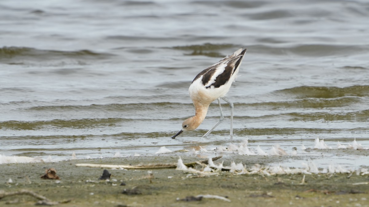 American Avocet - Hunter Book