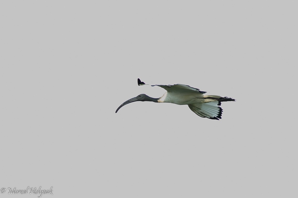 ibis posvátný - ML529738991