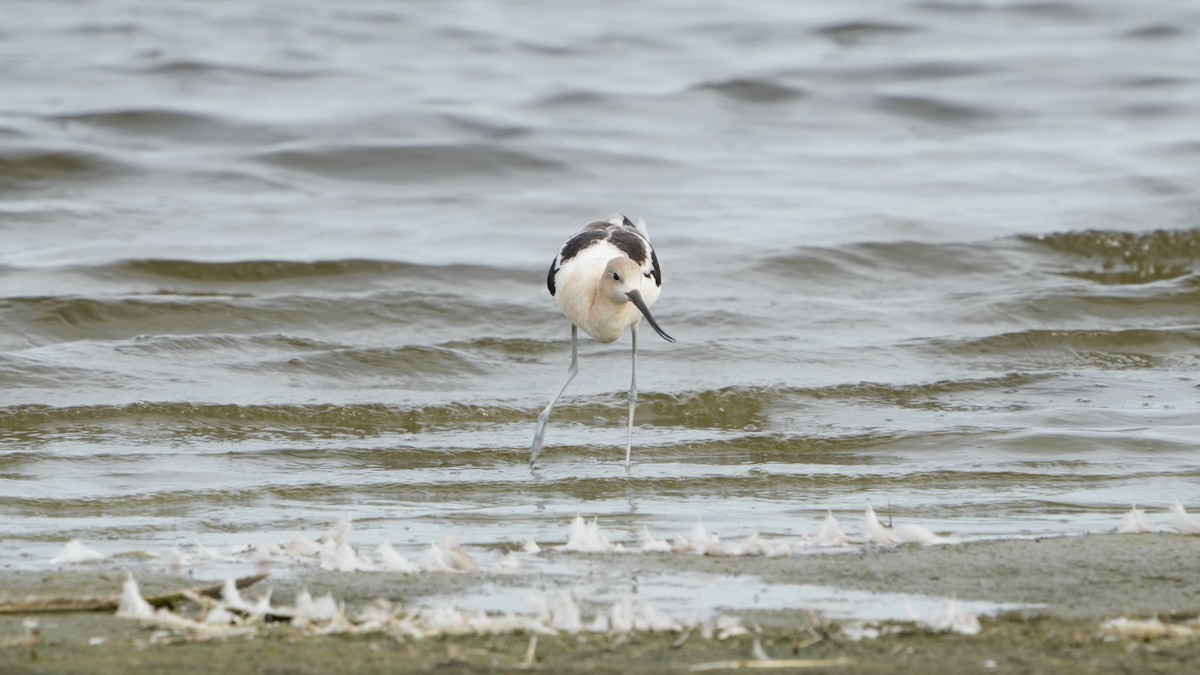 American Avocet - ML529739011