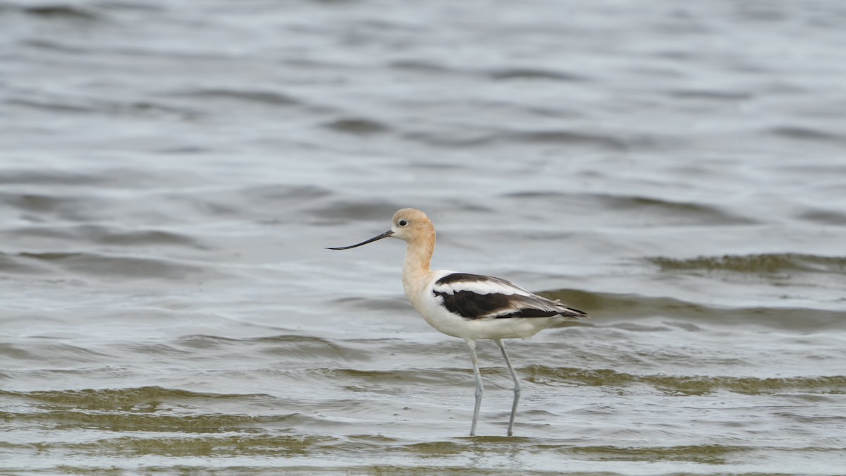 American Avocet - ML529739041