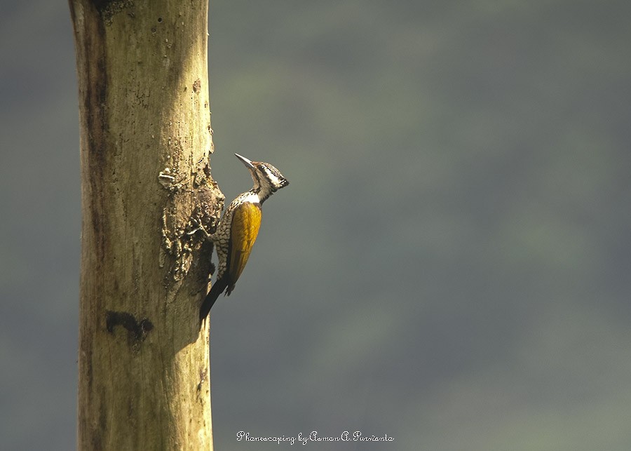 Common Flameback - ML529739441