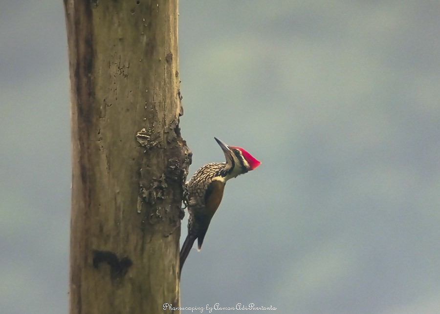 Common Flameback - ML529739451