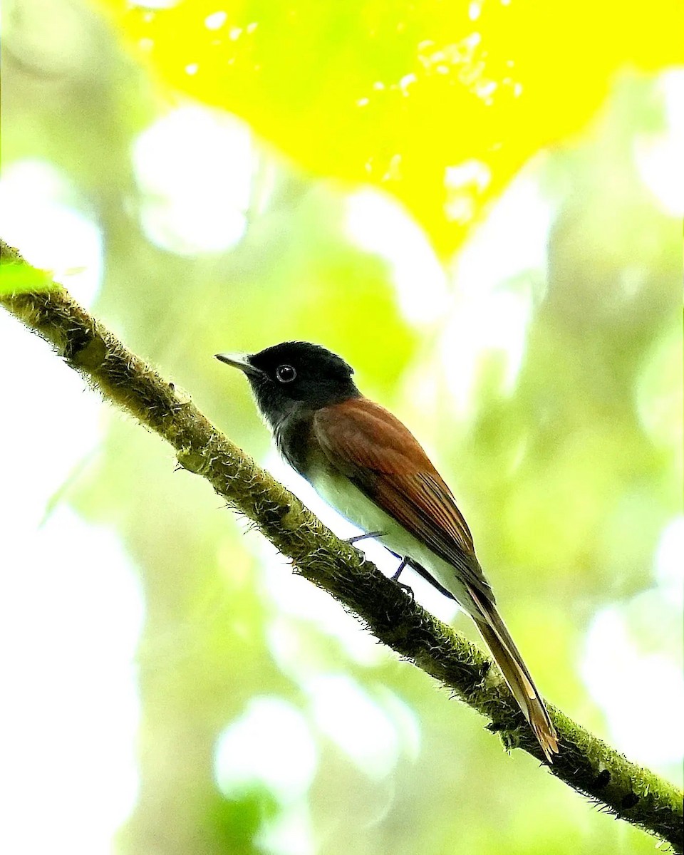 Black Paradise-Flycatcher - ML529739491