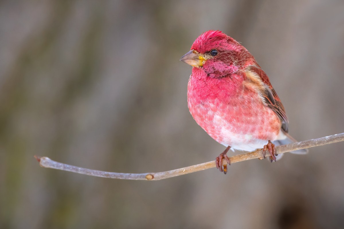 Purple Finch - ML529740621