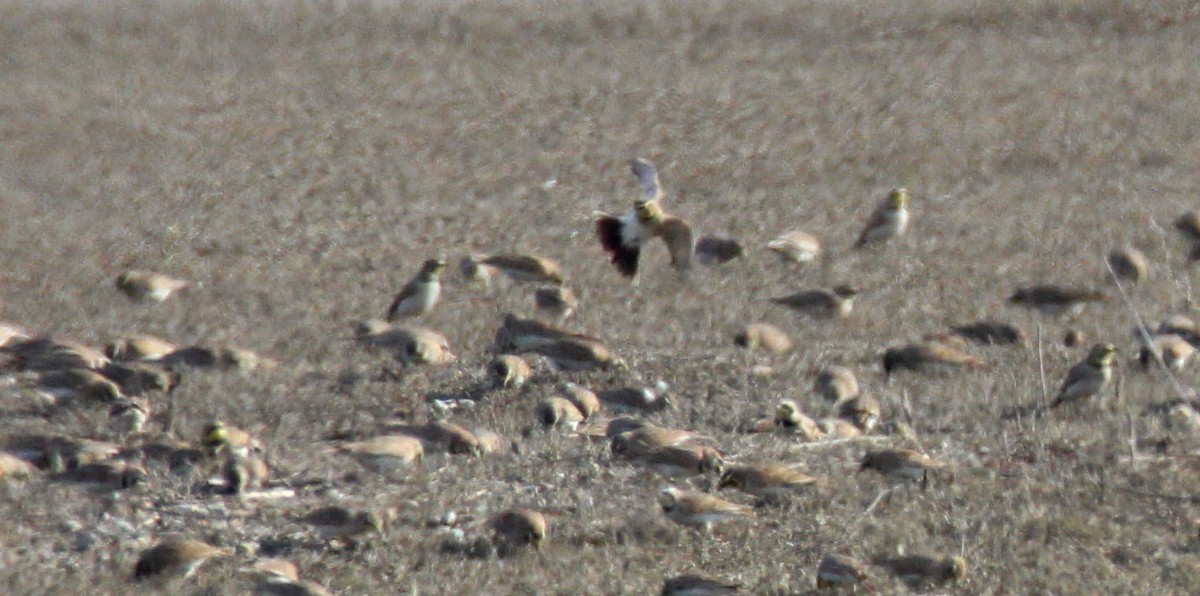 Horned Lark - ML529742401