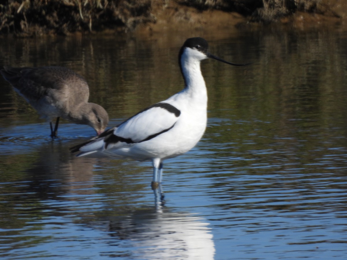 Avoceta Común - ML529742681