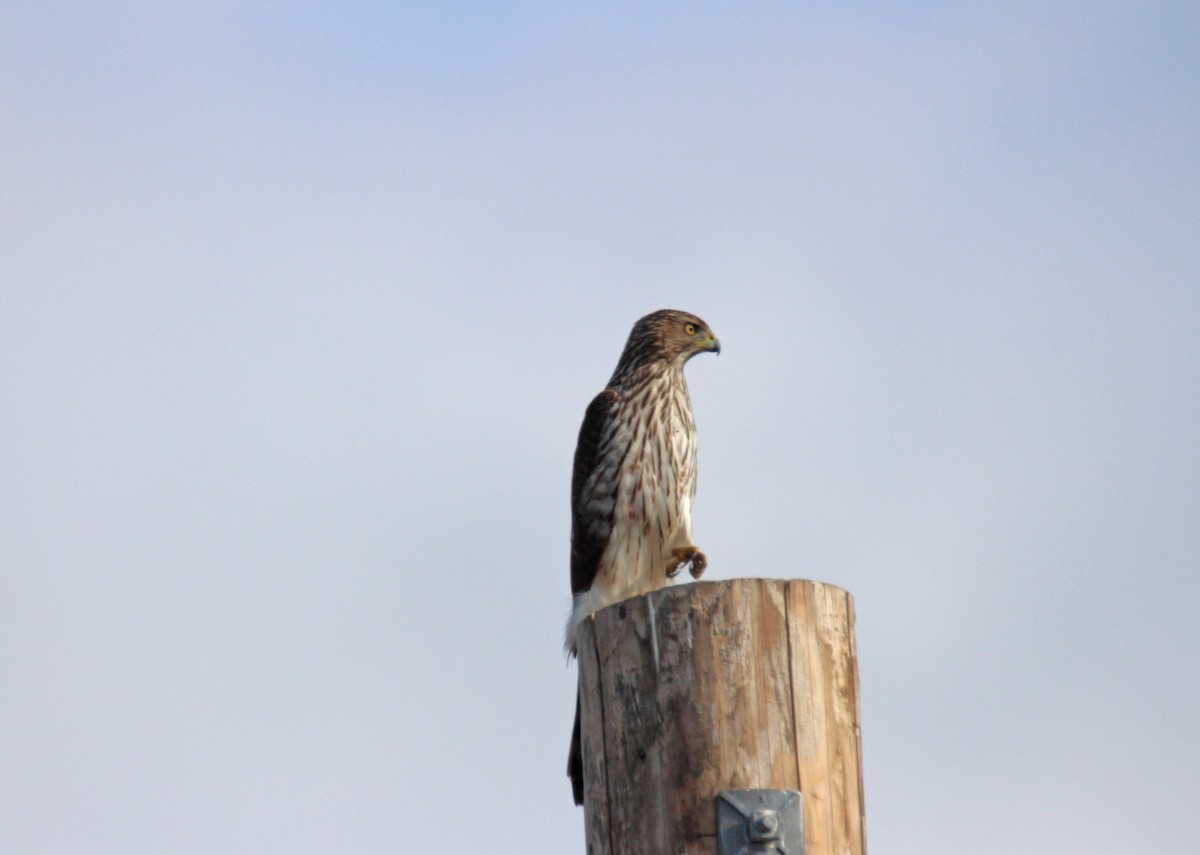 Cooper's Hawk - Julianne Elliott