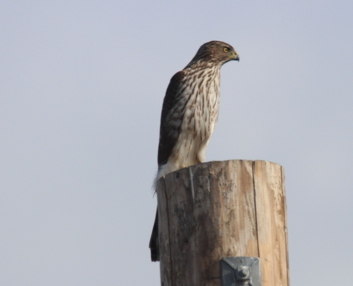 Cooper's Hawk - ML529742741