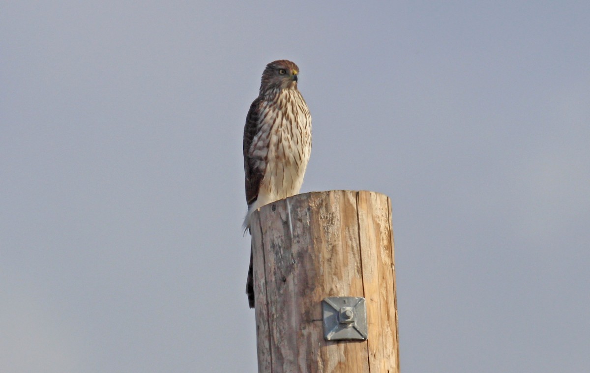 Cooper's Hawk - ML529742751