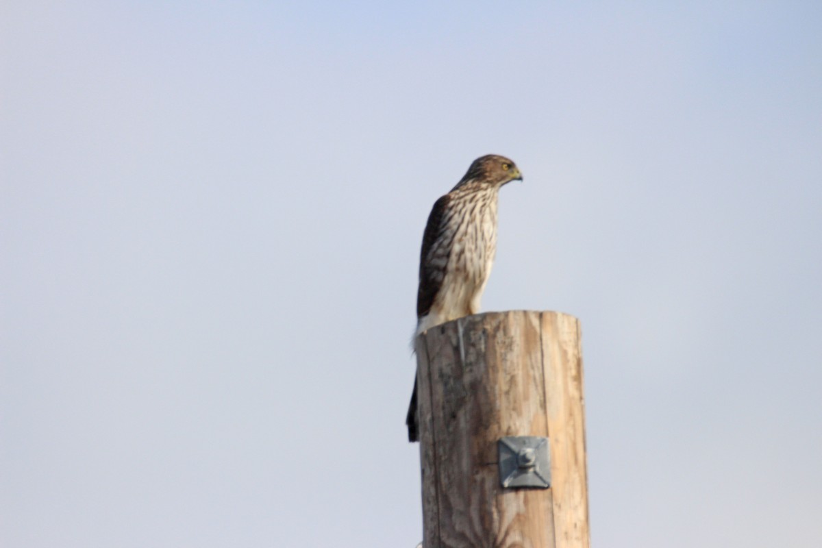 Cooper's Hawk - ML529742761