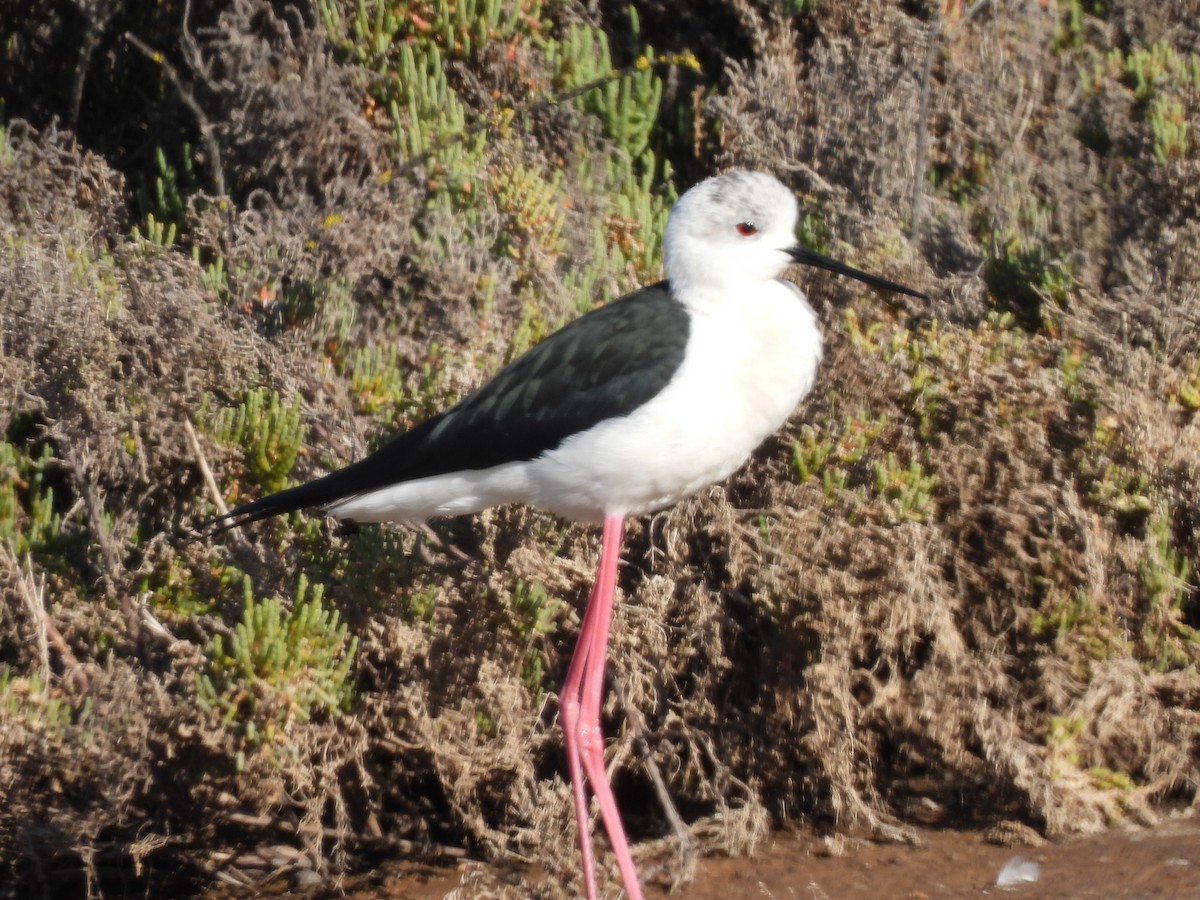 Black-winged Stilt - ML529742801