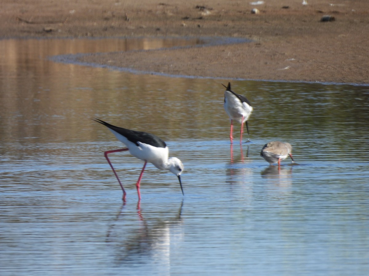 Black-winged Stilt - ML529742811