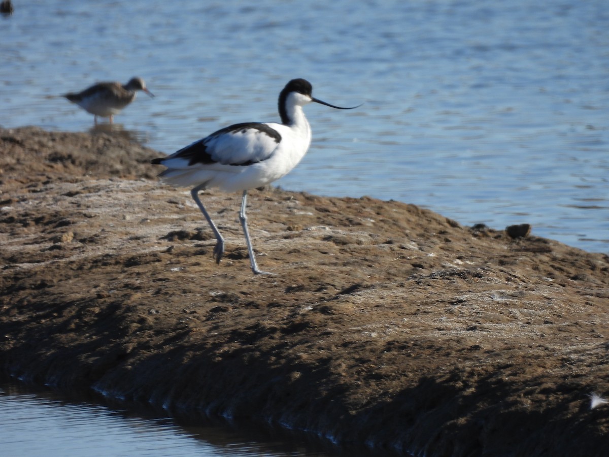 Pied Avocet - ML529743061