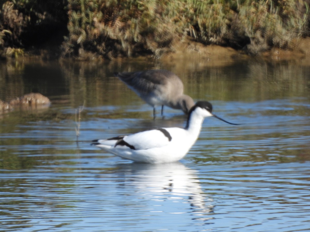 Pied Avocet - ML529743071