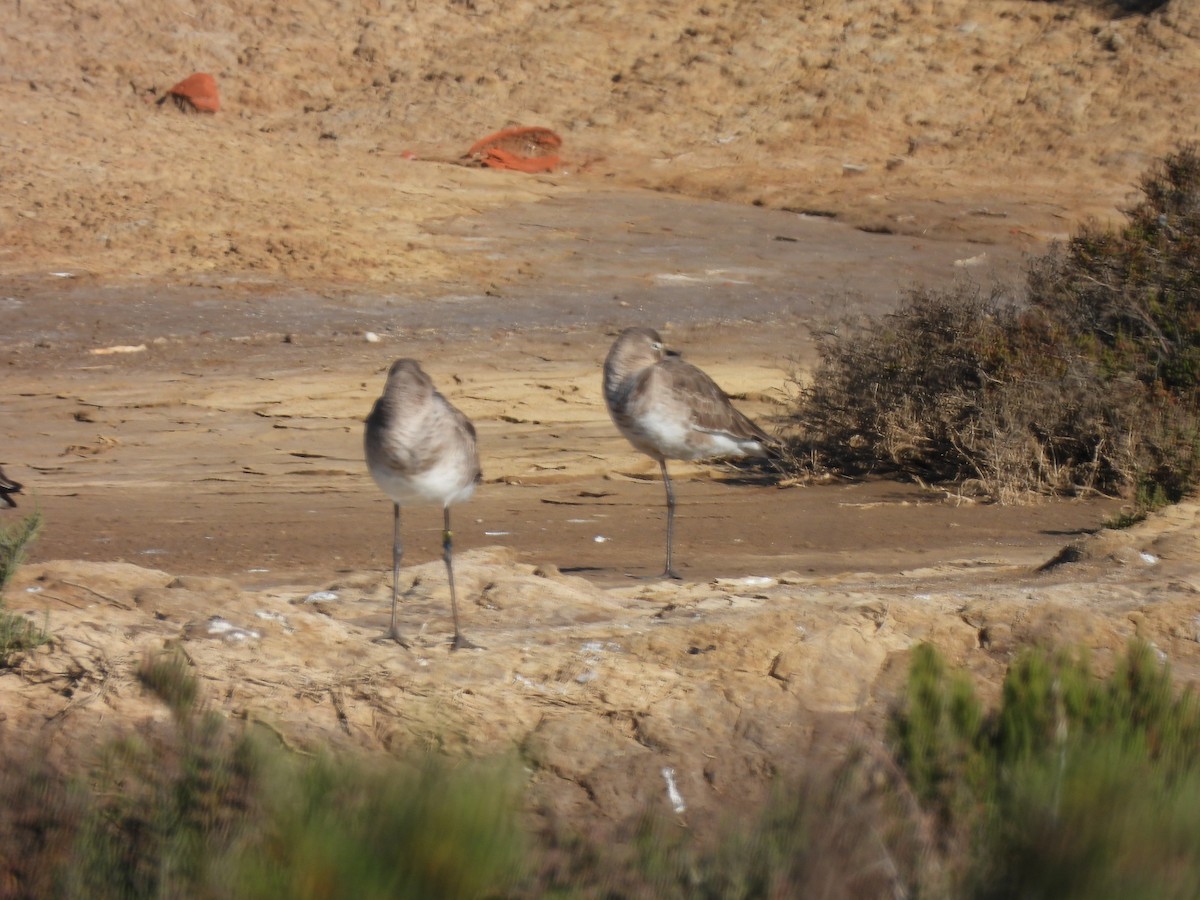 Black-tailed Godwit - ML529743191