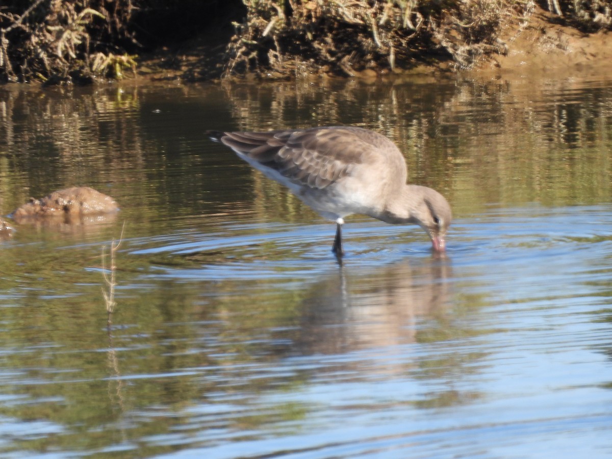 Black-tailed Godwit - ML529743201