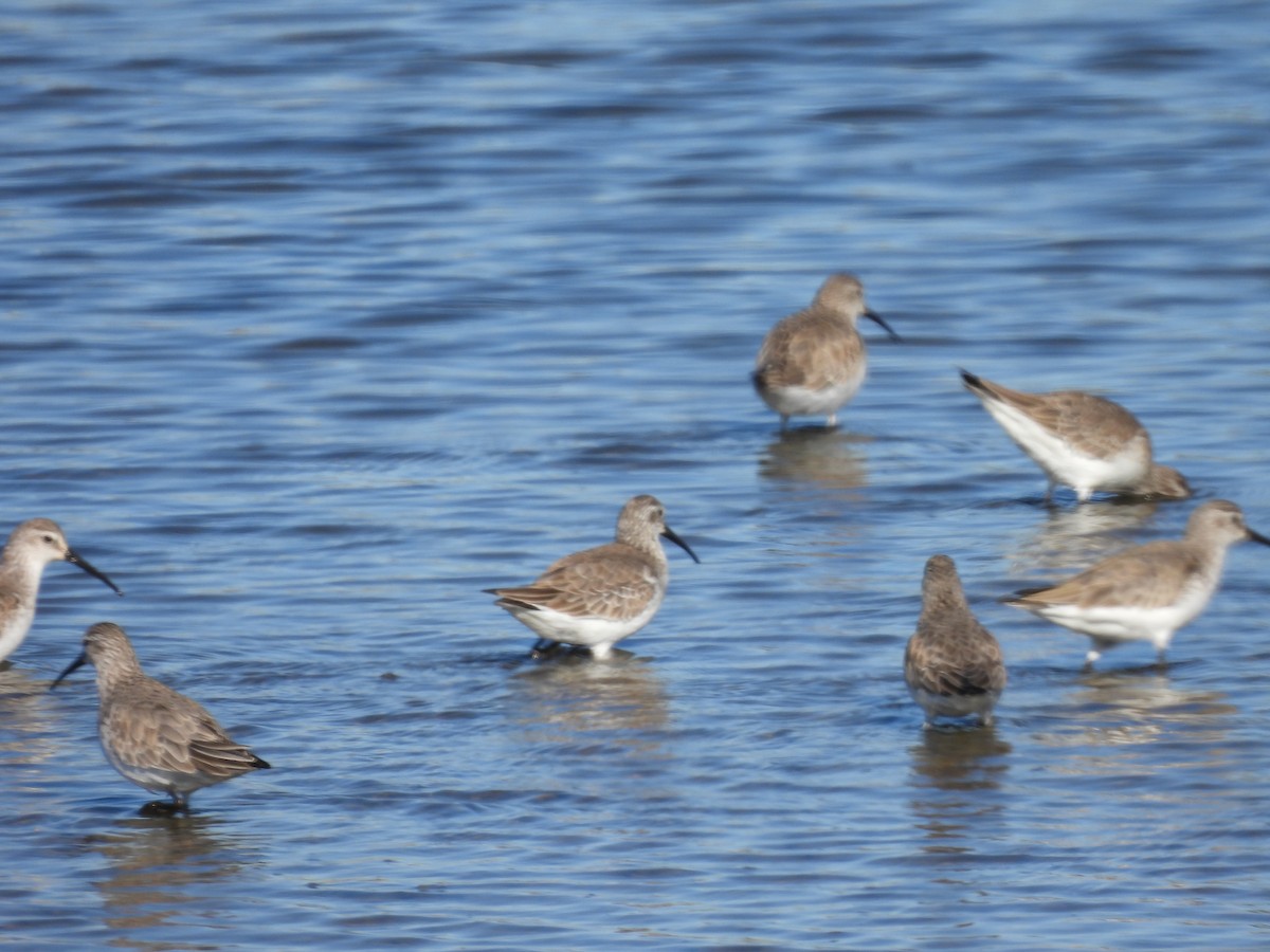 Curlew Sandpiper - ML529743271