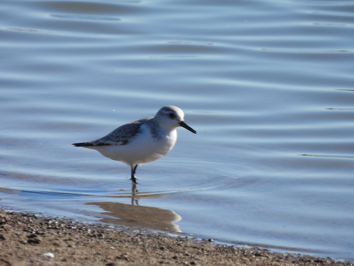 Sanderling - ML529743291