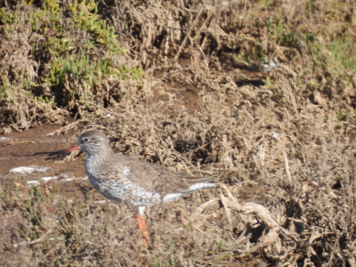 Common Redshank - ML529743351