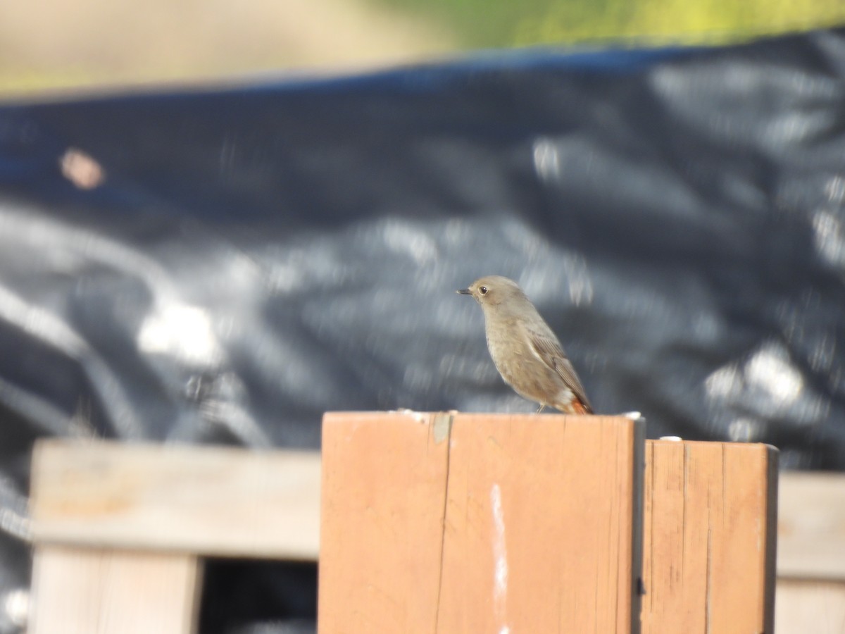 Black Redstart - ML529743421