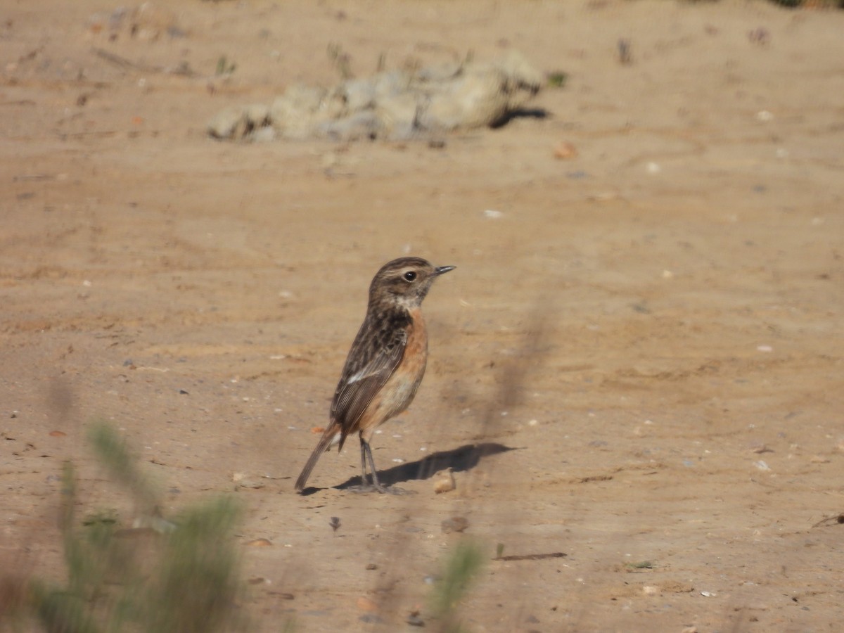 European Stonechat - ML529743461