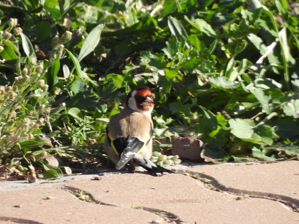 European Goldfinch - ML529743521