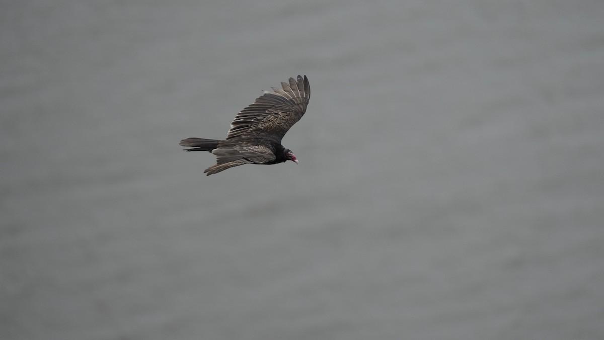 Turkey Vulture - ML529743651