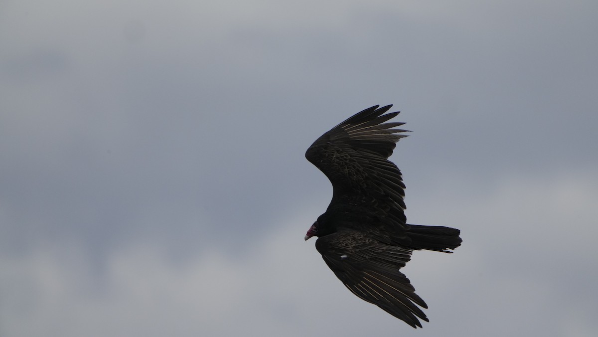 Turkey Vulture - ML529744151