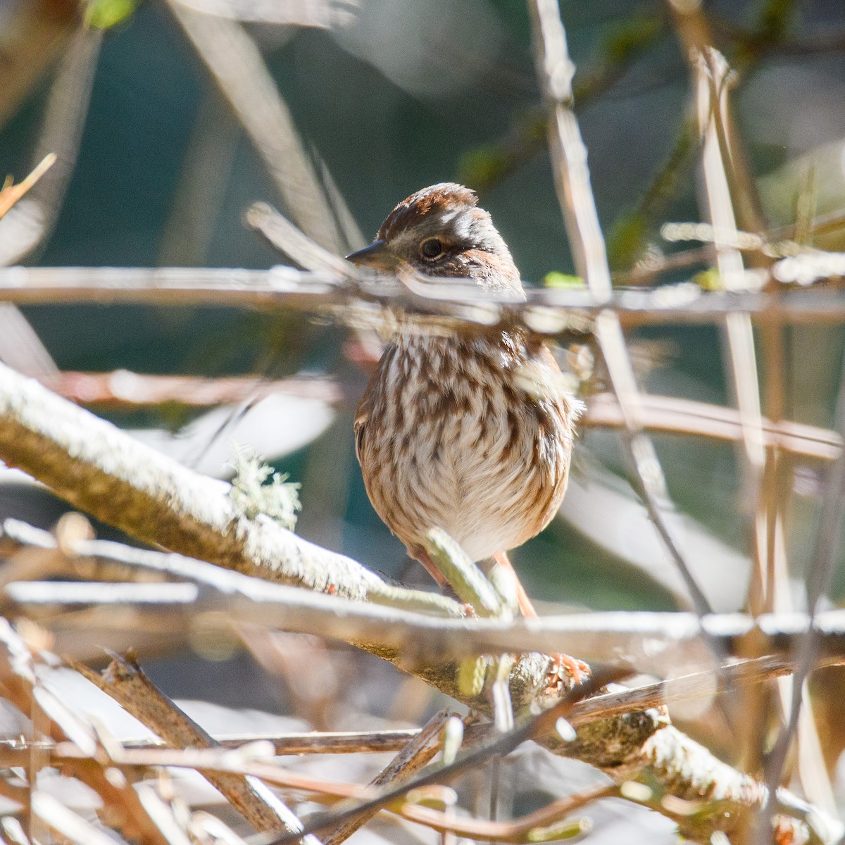 Song Sparrow - Roshan Nepal