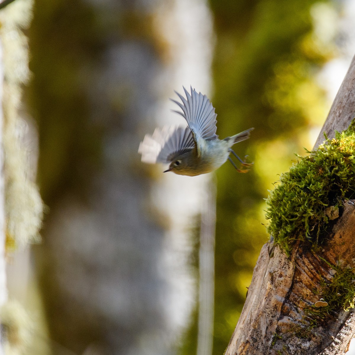 Ruby-crowned Kinglet - Roshan Nepal