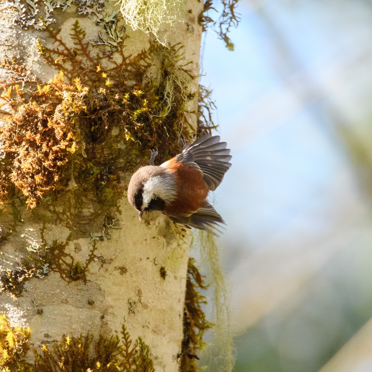 Chestnut-backed Chickadee - Roshan Nepal