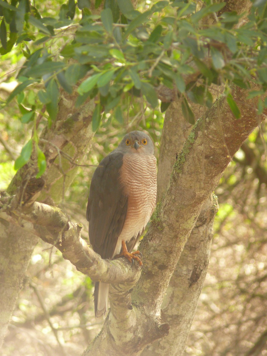 African Goshawk (Southern) - ML529745231