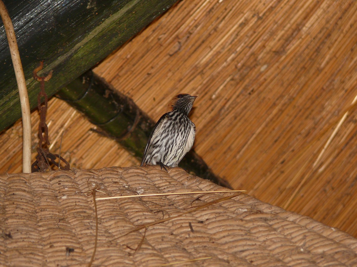 Lesser Striped Swallow - ML529745461
