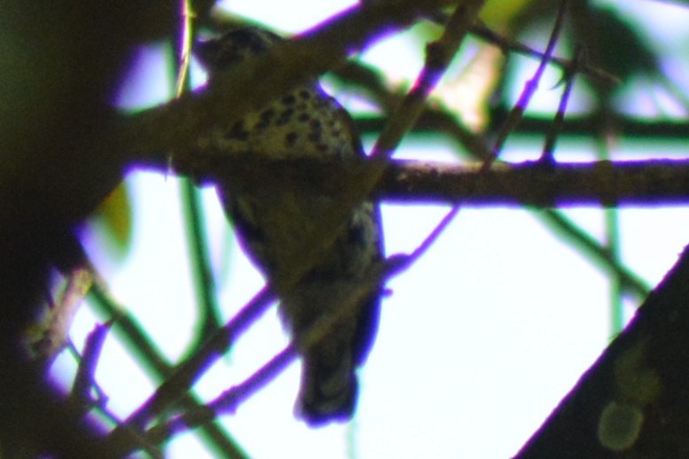 Speckled Piculet - AM AMSA