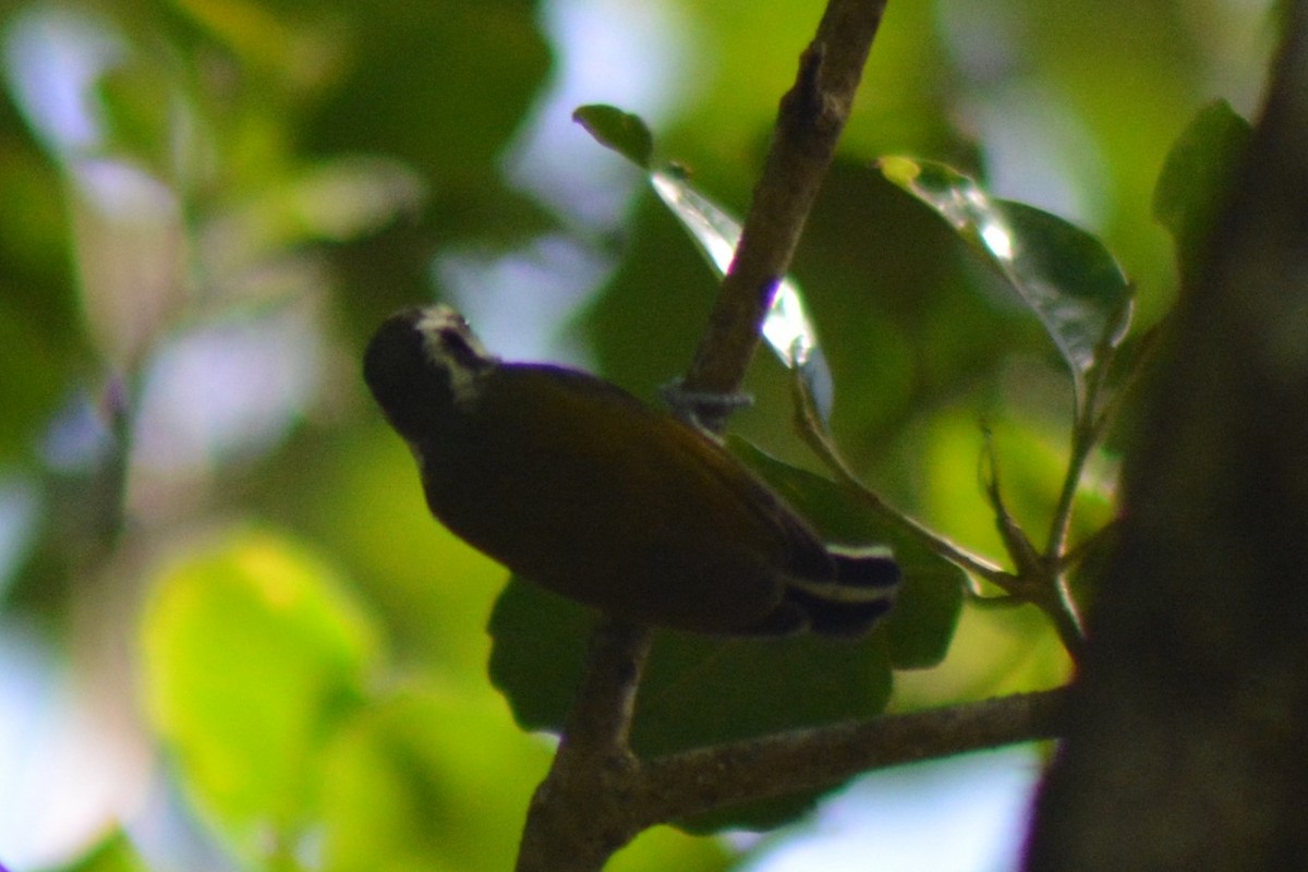 Speckled Piculet - AM AMSA