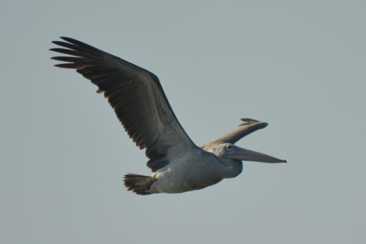 pelikán skvrnozobý - ML529745911