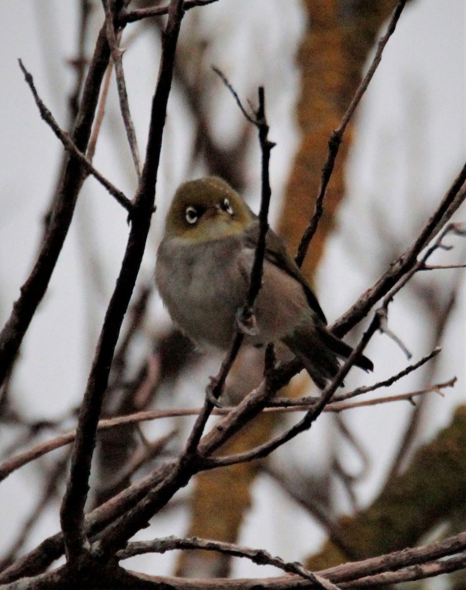 Silvereye - ML529746051