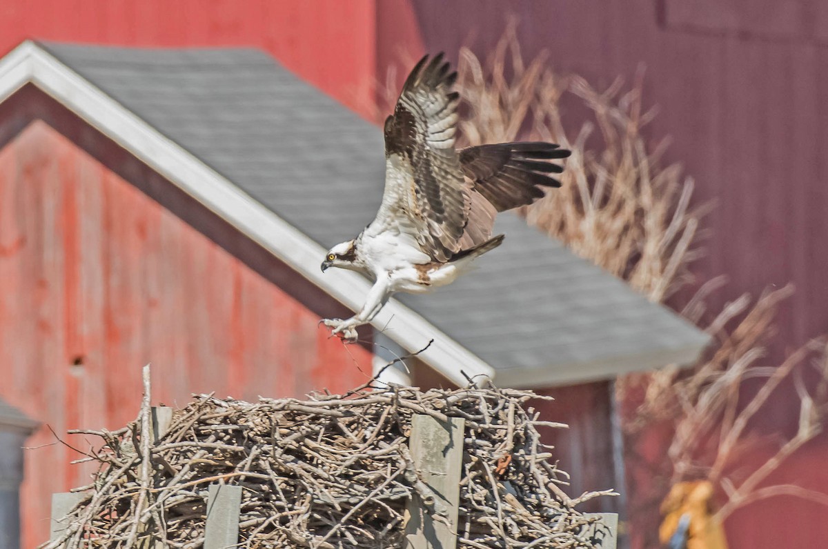 Osprey - ML52974611