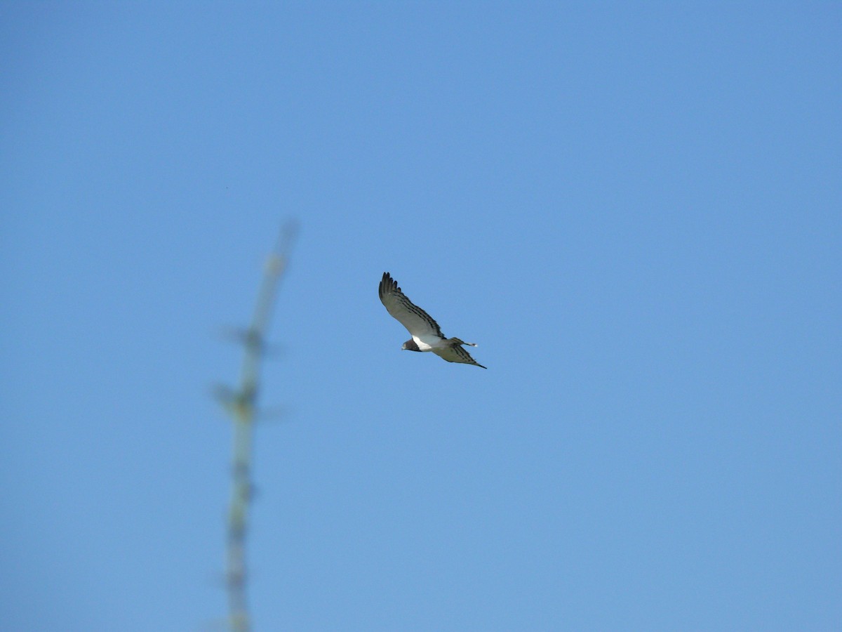 Black-chested Snake-Eagle - ML529746231