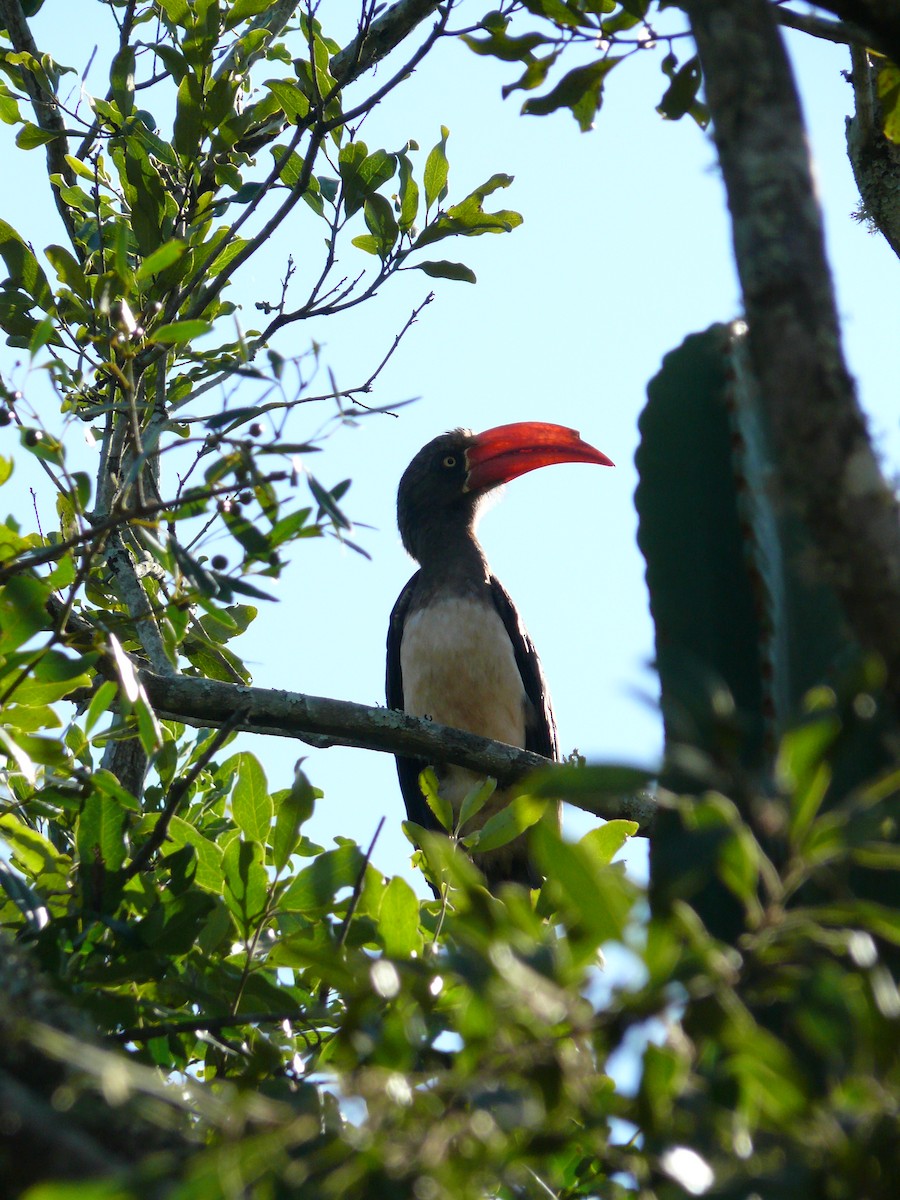 Crowned Hornbill - ML529746251