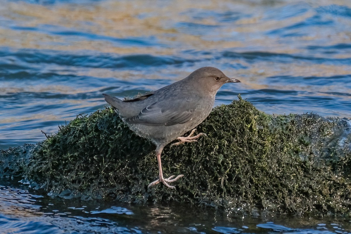 American Dipper - ML529746361