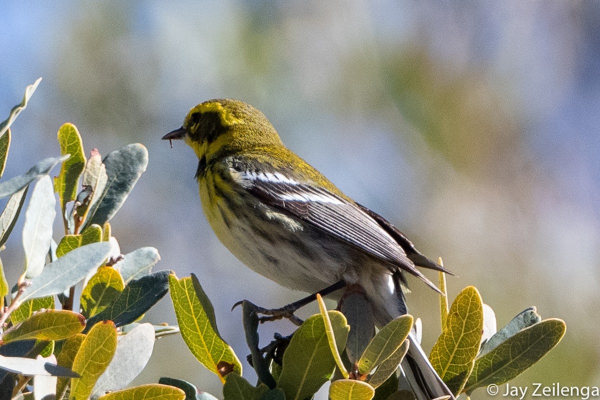 Townsend's Warbler - ML529746721