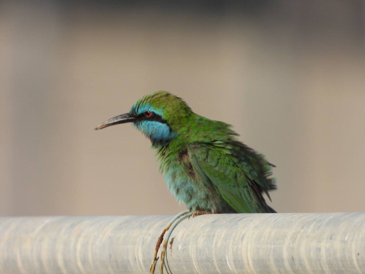 Arabian Green Bee-eater - ML529746891