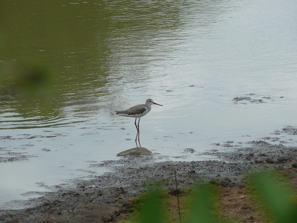 Common Greenshank - ML529747001