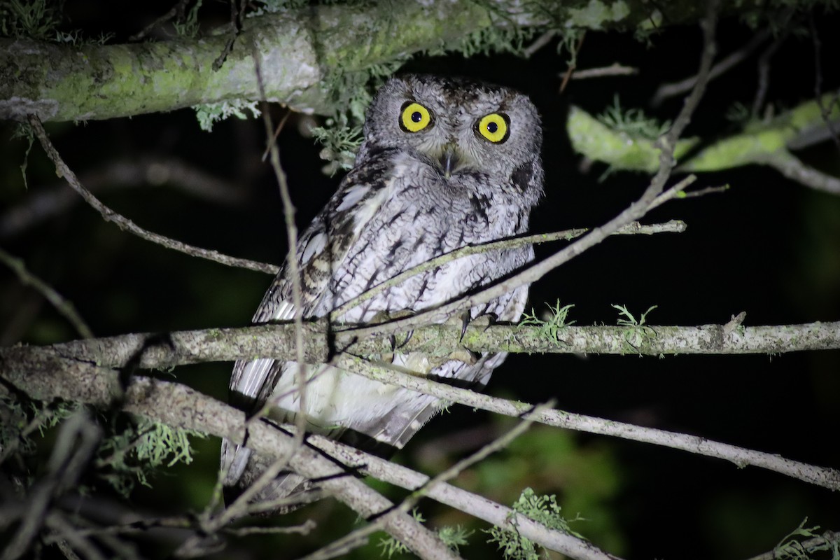 Western Screech-Owl - Andrew Masaitis