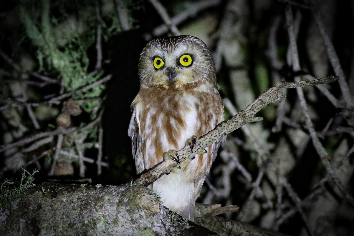 Northern Saw-whet Owl - Andrew Masaitis