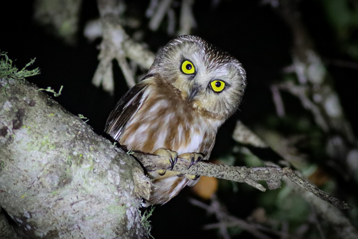 Northern Saw-whet Owl - Andrew Masaitis