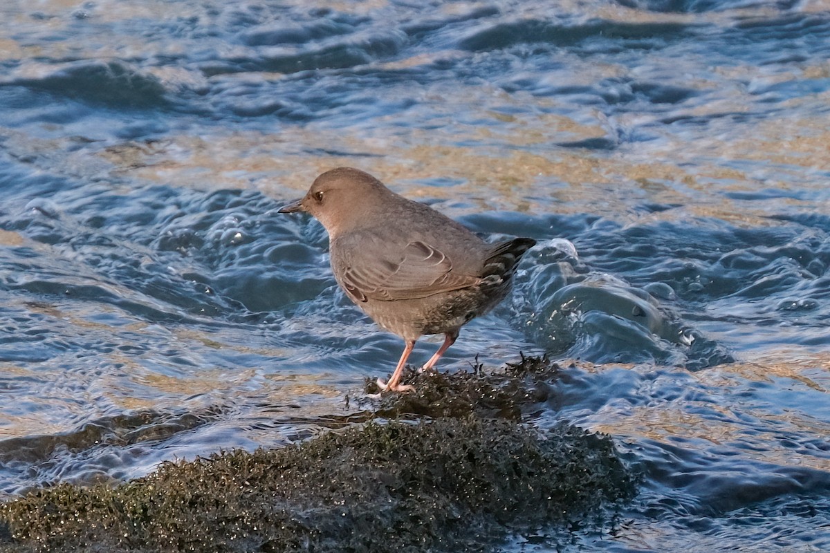 American Dipper - ML529747391