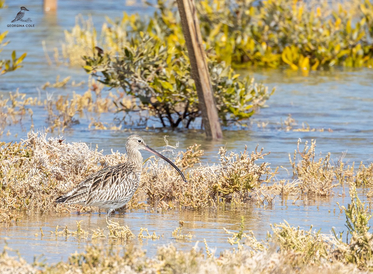 Eurasian Curlew - Georgina Cole