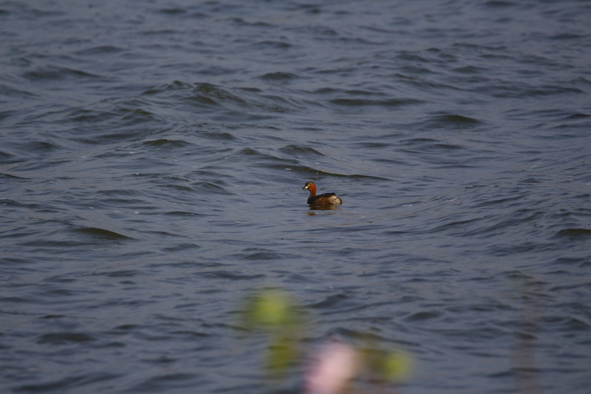 Little Grebe - ML529748271